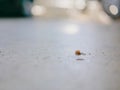 Ants working as a team carrying bread crumbs on a concrete floor