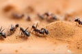 Ants working together on sand, closeup, macro view