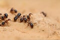 Ants working together on sand, closeup, outdoor adventure, black ants