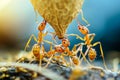 Ants working together to move a large seed, generated ai