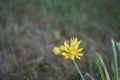 Ants on yellow flowers of Allium moly in the garden in June. Berlin, Germany Royalty Free Stock Photo