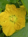 ants on the yellow winter melon flower Royalty Free Stock Photo