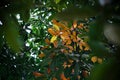 The antumn leaves in a tree in park