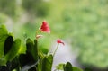 Anturia. Rosa Anthurium blooms outdoors on a clear day in the midst of greenery Royalty Free Stock Photo