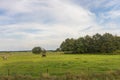 Antwerp, Belgium, a cow grazing on a lush green field Royalty Free Stock Photo
