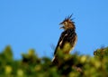 Anu bird Royalty Free Stock Photo