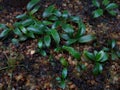 Anubias aquarium plants growing in a nursery