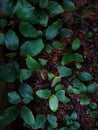 Anubias aquatic plants