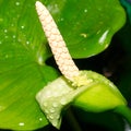 Anubias flower