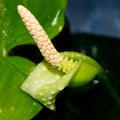 Anubias flower