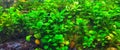 anubias and guppy fish aquascape