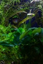 Anubias Nana White Flower