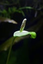 Anubias Nana White Flower