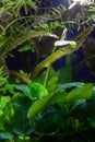 Anubias Nana White Flower Royalty Free Stock Photo