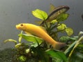 anubias plant with golden algae eater Royalty Free Stock Photo