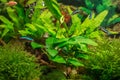 Anubias plant with flower in aquarium Royalty Free Stock Photo