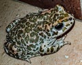 The Anuris Anura Waldheim, 1813 are an amphibian order to which over 7,000 species belong, commonly referred to as frogs, toads Royalty Free Stock Photo