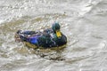 Beautiful dark blue male of duck taking a bath on river. Royalty Free Stock Photo