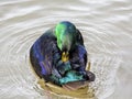 Beautiful dark blue male of duck taking a bath on river. Royalty Free Stock Photo