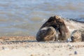 Anxiety. Animal worrying while partner sleeps. Beautiful seal insomniac