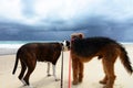 Anxiety fear in dogs on beach scared of dark thunder storm