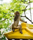 Anxious baby monkey looking in the camera Royalty Free Stock Photo