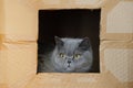 Anxious british cat in a cardboard box. Grey cat lonely seats and looking through the window. Concept of homeless and Royalty Free Stock Photo