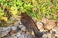 Juvenile blackbird at edge of pond