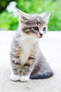 Anxious kitten Royalty Free Stock Photo