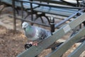 Anxious looking colorful dove waiting fence