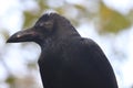 Anxious looking Crow