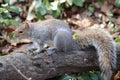 Anxious looking squirrel with beautiful tail