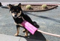 Anxious Shiba Inu Dog With No Petting Sign