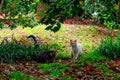 Vagrant cat in the park Royalty Free Stock Photo