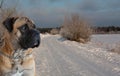 The air temperature more than twenty-five degrees below zero. Closeup portrait of dog of rare breed South African Boerboel.