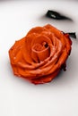 Great flower rose for you Royalty Free Stock Photo