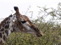 Portrait of South African giraffe, Giraffa camelopardalis giraffa, Botswana Royalty Free Stock Photo