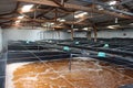 Any water tanks are being used for nursing shrimp larvae indoor in Vietnam