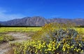 Anza Borrego desert state park spring landscape with yellow Brittlebush flowers