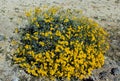 Anza Borrego desert state park, yellow Brittlebush flowers