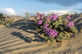 Anza Borrego State Park