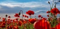 Anzac background. Poppy field, Remembrance Memorial day. Red poppies. Memorial armistice Day, Anzac day banner. Remember