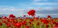 Anzac Dat. Remembrance day. Summer meadow with flowers. Red poppy flower posters, banner, header for website.