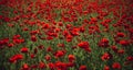 Anzac day banner. Poppy meadow. Remember for Anzac, Historic war memory. Anzac background.