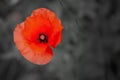 Anzac Day. Remembrance Day. Red poppy flower in a poppies field with desaturated background. Royalty Free Stock Photo