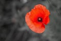 Anzac Day. Remembrance Day. Red poppy flower in a poppies field with desaturated background. Royalty Free Stock Photo