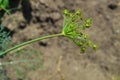 AnÃÂ©thum. One green dill umbrella in the garden.