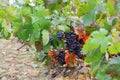 AOC wine grapes in France Royalty Free Stock Photo