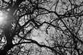 Aok tree B&W Royalty Free Stock Photo