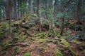 Aokigahara, moss forest in Japan Royalty Free Stock Photo